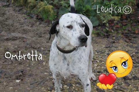 Ombretta